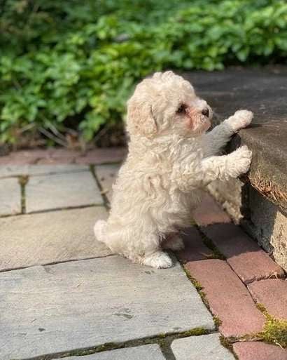 Cockapoo For Sale In Kochi