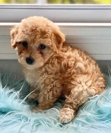 Cockapoo For Sale In Guwahati