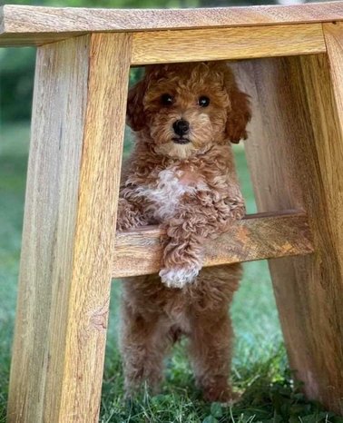 Cockapoo For Sale In Chandigarh