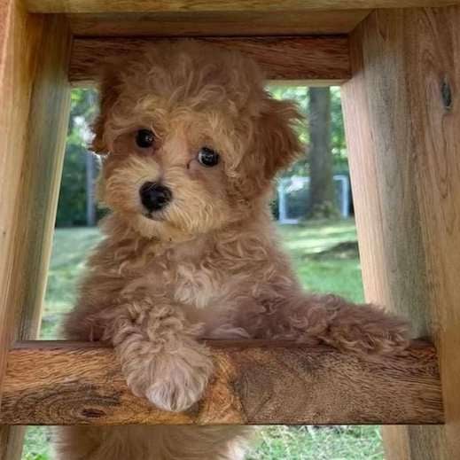 Cockapoo For Sale In Agra