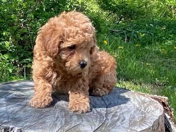 Cockapoo For Sale In Bhubaneswar