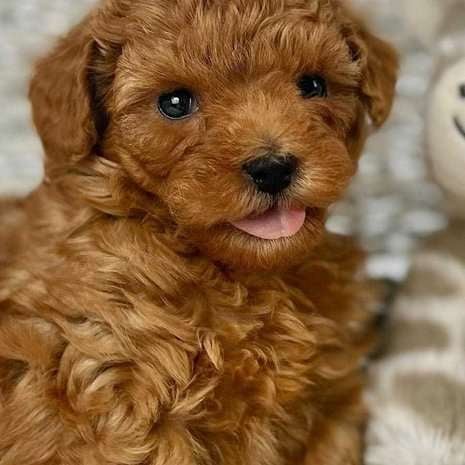 Cockapoo For Sale In Ghaziabad