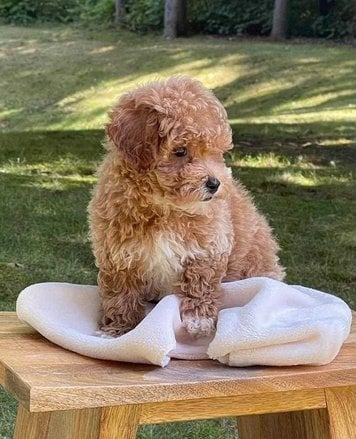 Cockapoo For Sale In Jammu