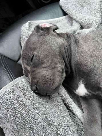 Cane Corso For Sale In Madurai