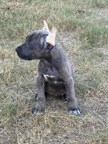 Cane Corso For Sale In Panipat