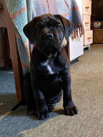 Cane Corso For Sale In Imphal