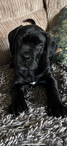 Cane Corso For Sale In Vijayawada