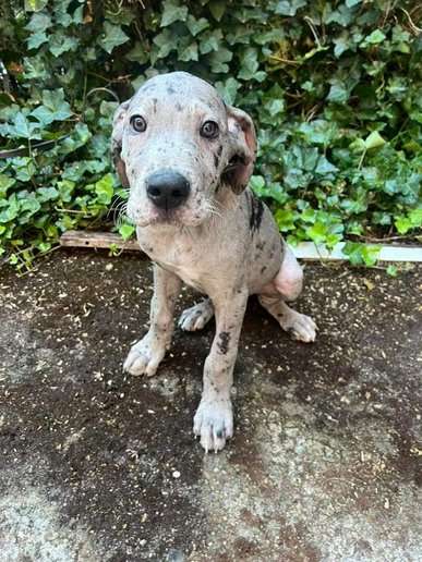 Great Dane For Sale In Sonipat HR