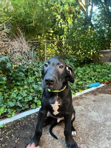 Great Dane For Sale In Rohtak