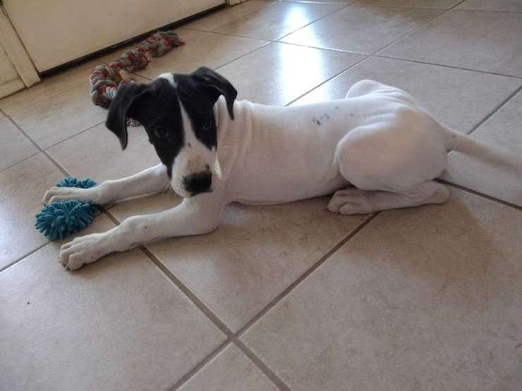 Great Dane For Sale In Jhargram