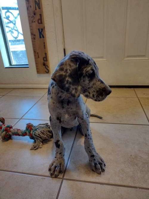 Great Dane For Sale In Srinagar JK