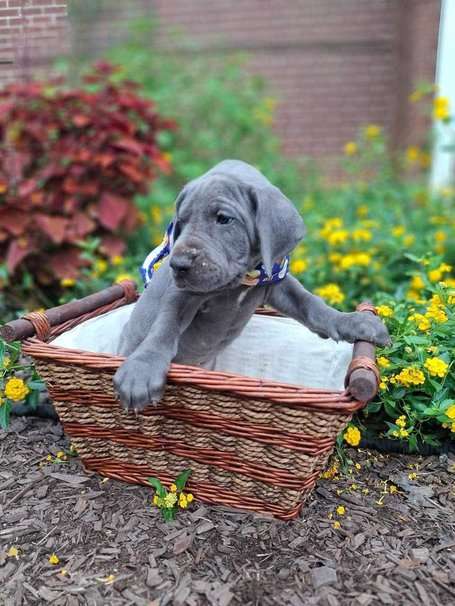 Great Dane For Sale In Madurai