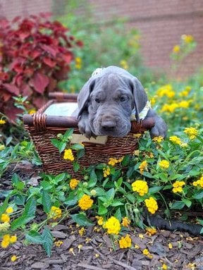 Great Dane For Sale In Kota