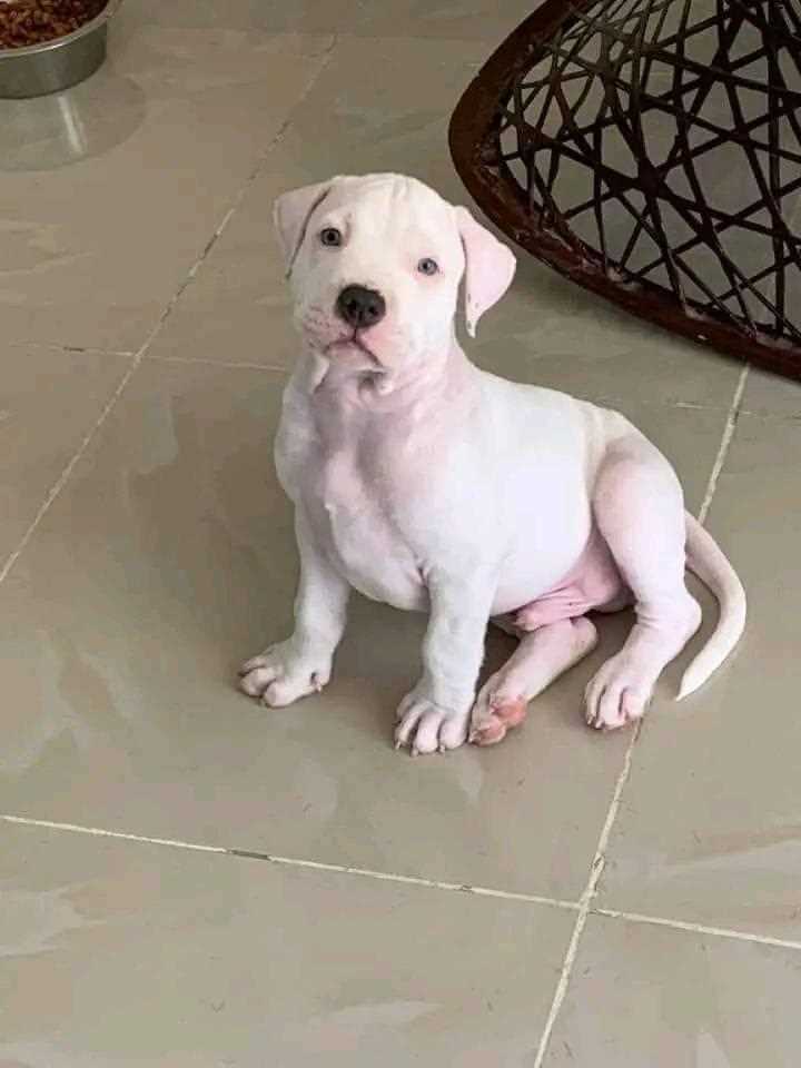 Dogo Argentino For Sale In Gurgaon