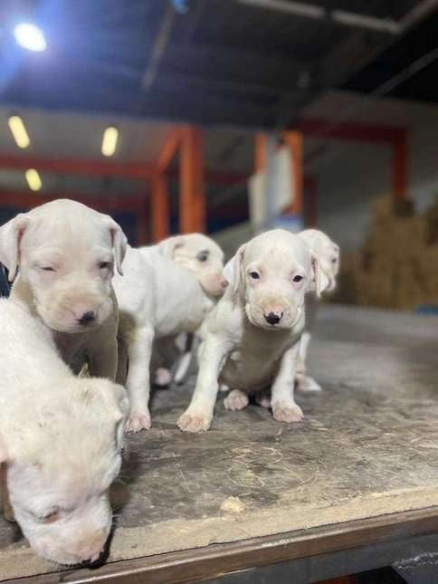 Dogo Argentino For Sale In Noida