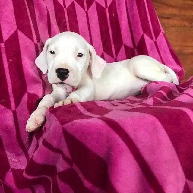 Dogo Argentino For Sale In Madurai
