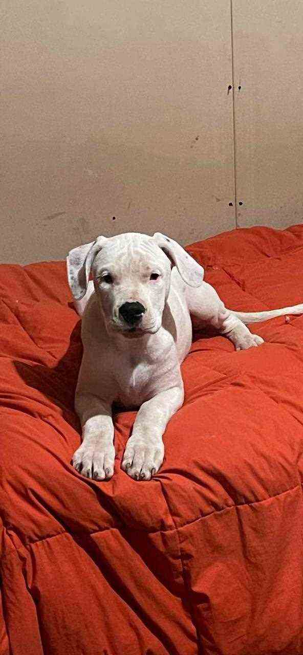 Dogo Argentino For Sale In Panipat