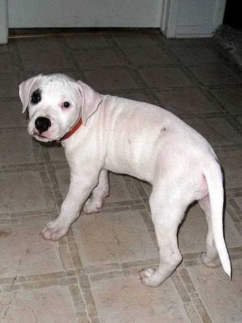 Dogo Argentino For Sale In Imphal