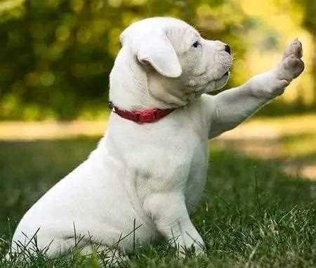 Dogo Argentino For Sale In Vijayawada