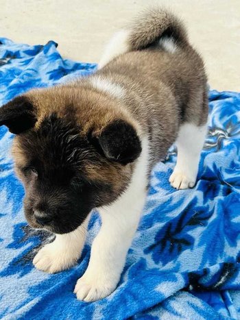 Akita For Sale In Ludhiana