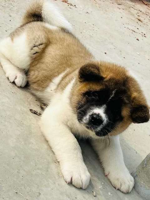 Akita For Sale In Ludhiana