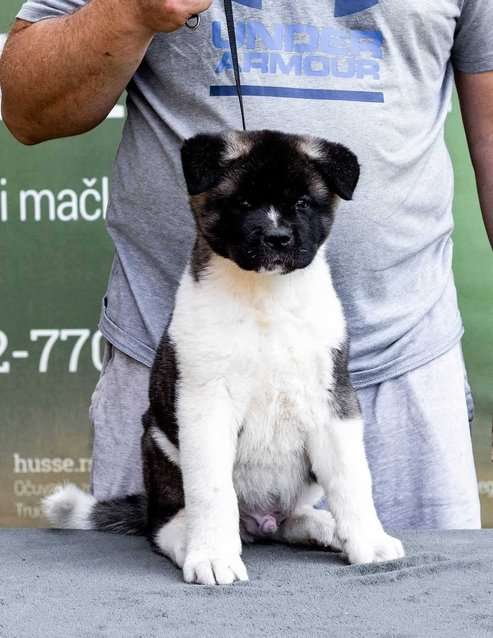 Akita For Sale In Ludhiana