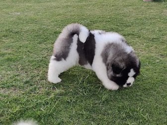 Akita For Sale In Ludhiana