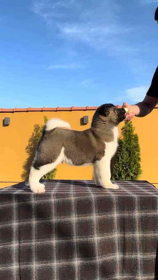 Akita For Sale In Ludhiana
