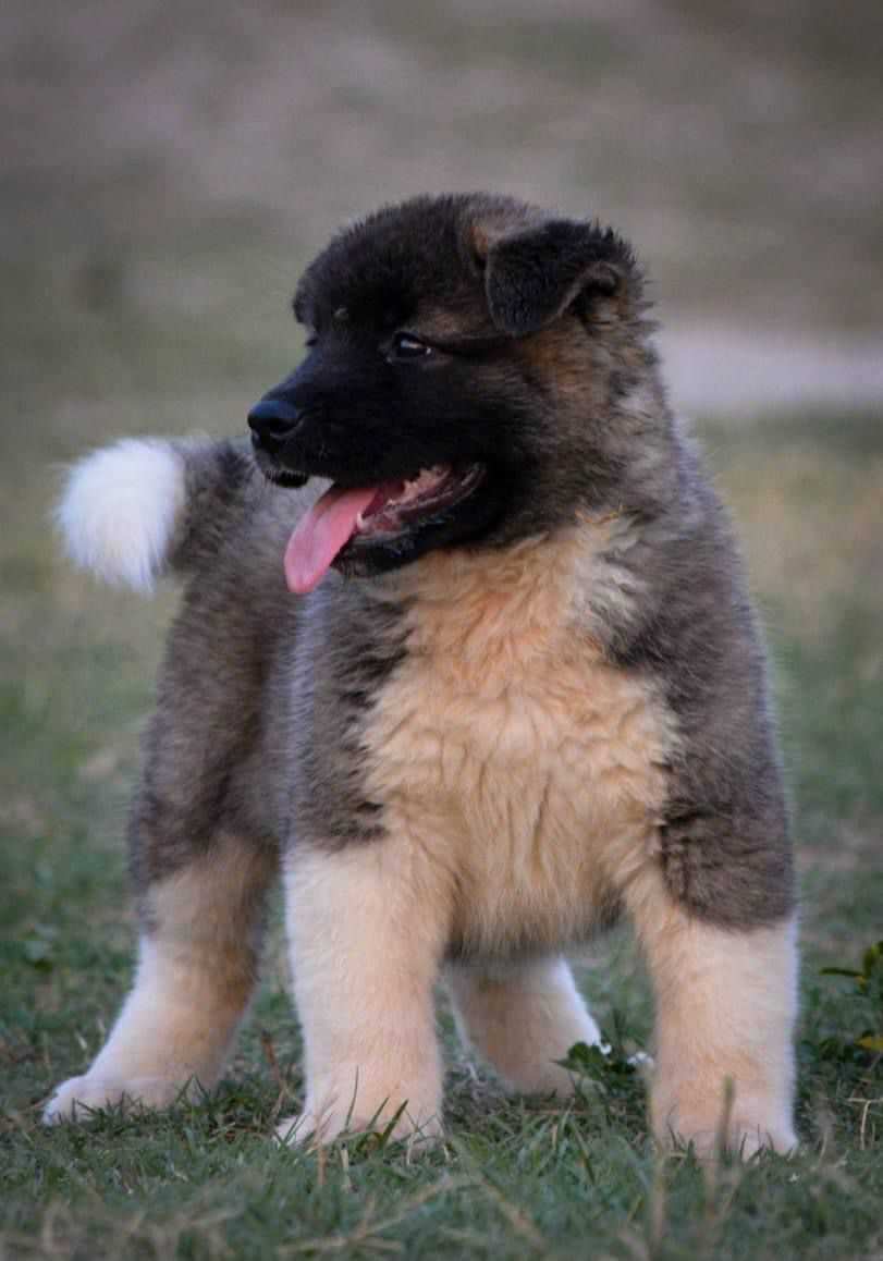Akita For Sale In Dehradun