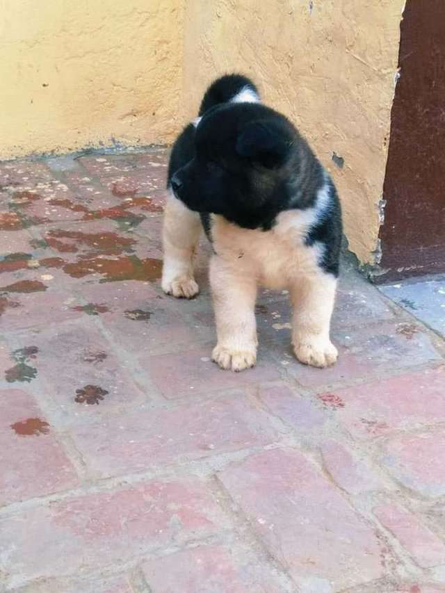 Akita For Sale In Dehradun