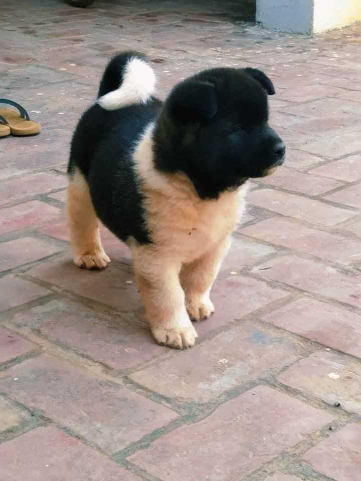 Akita For Sale In Dehradun