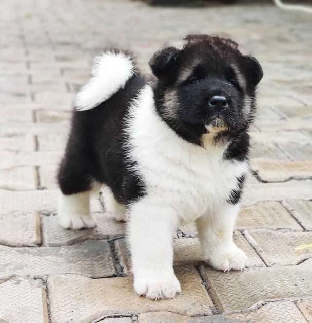 Akita For Sale In Dehradun