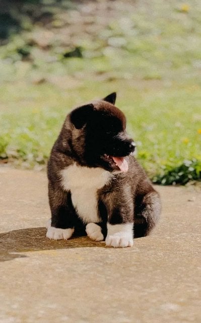 Akita For Sale In Dehradun