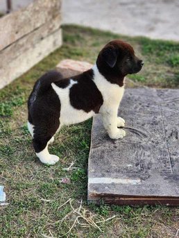 Akita For Sale In Dehradun