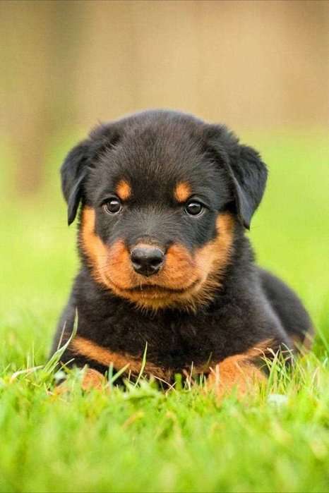 Rottweiler For Sale In Panipat