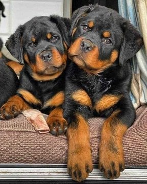Rottweiler For Sale In Puruliya