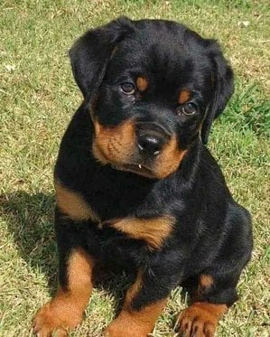 Rottweiler For Sale In Kota