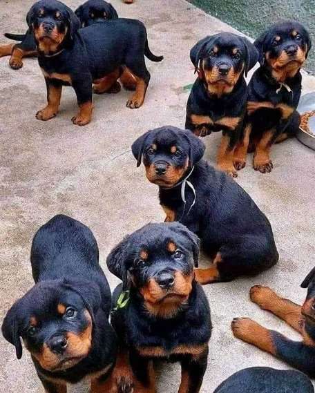 Rottweiler For Sale In Nagpur