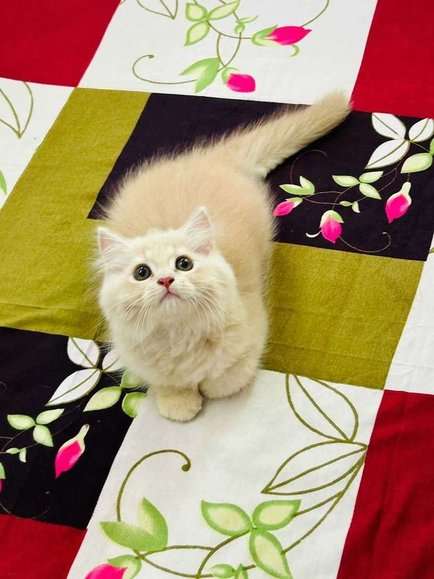 Persian For Sale In Ahmedabad