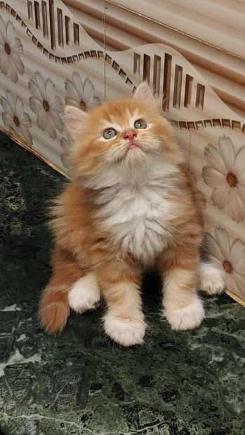 Persian For Sale In Panaji