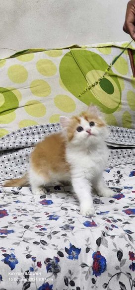 Persian For Sale In Mandi HP
