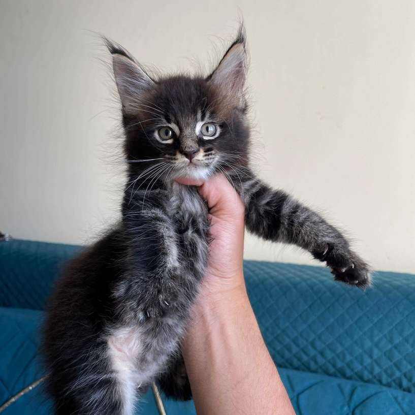 Maine Coon For Sale In Gudivada