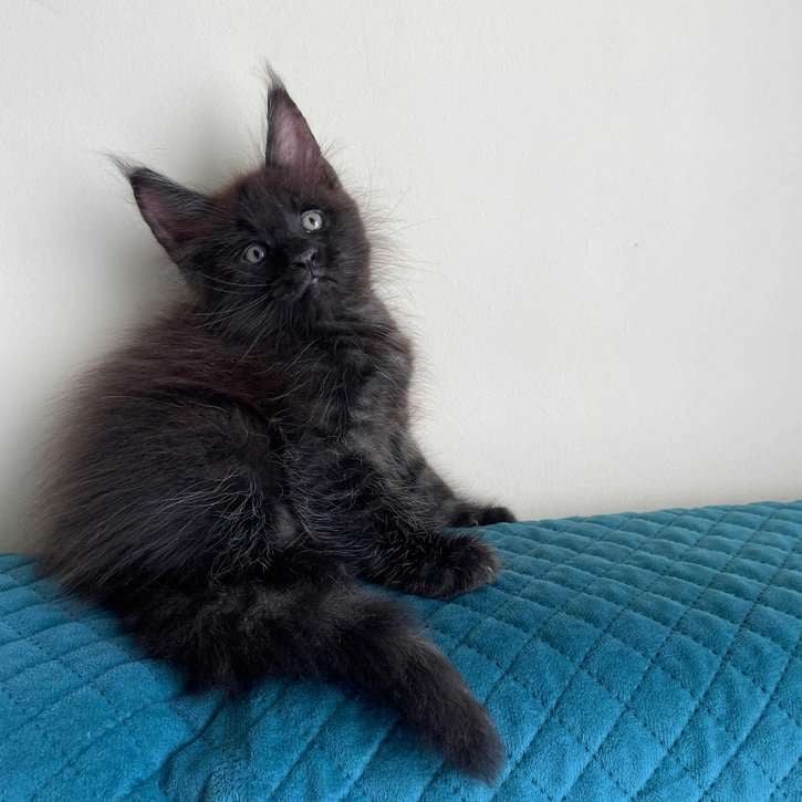 Maine Coon For Sale In Jammu