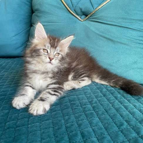 Maine Coon For Sale In Bheemunipatnam