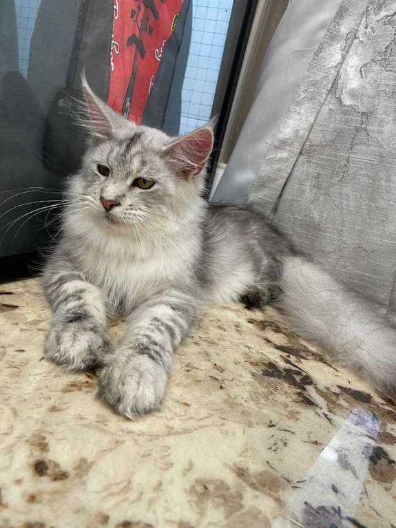 Maine Coon For Sale In Ongole