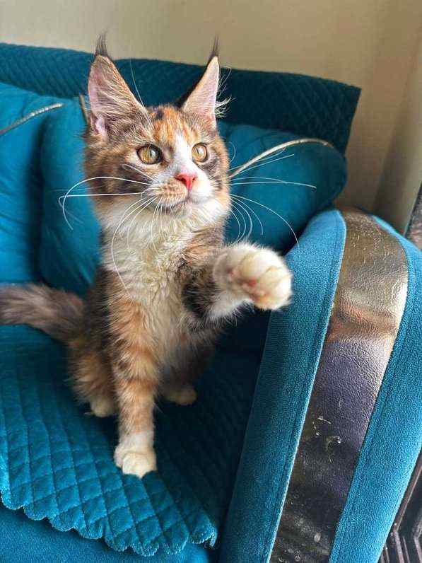 Maine Coon For Sale In Bhopal