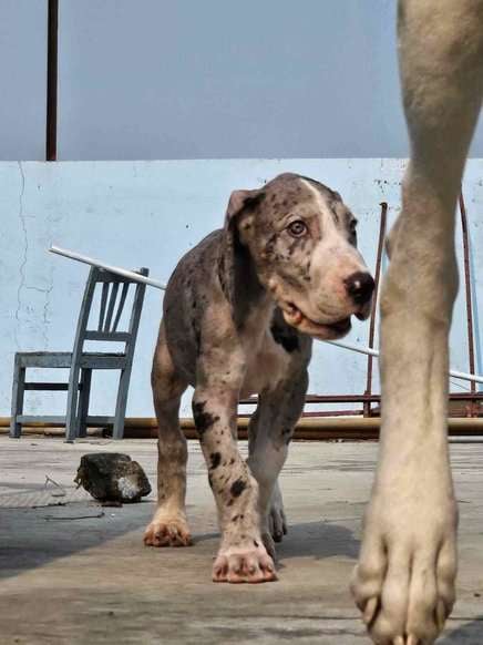 Great Dane For Sale In Gurgaon