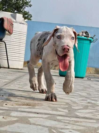 Great Dane For Sale In Kullu