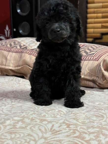 Poodle For Sale In Gurgaon