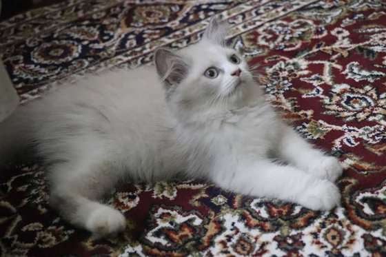 Ragdoll For Sale In Gurgaon